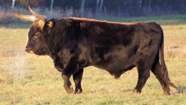 Heck_cattle_male2